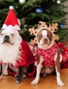 Déguiser son chien à Noël ? Une mauvaise idée !