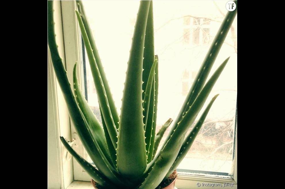 Voilà à quoi ressemble la plante d&#039;Aloe vera à l&#039;état naturel.