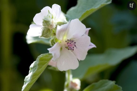 La guimauve officinale