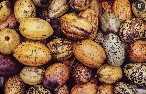 Des cosses de cacao, dont viennent les épicatéchines qu'on trouve dans le chocolat