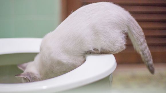 15 trucs à ne jamais jeter dans les toilettes