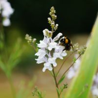 Un prix Nobel de la Paix et des abeilles à la Fondation GoodPlanet