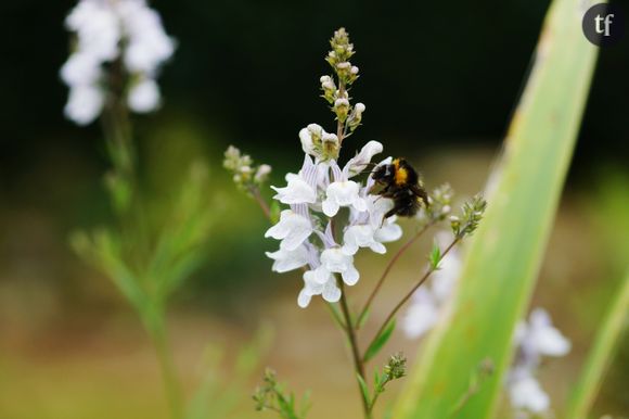 Les abeilles seront à l'honneur à la fondation Goodplanet