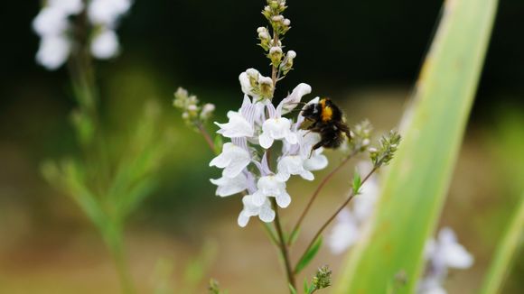 Un prix Nobel de la Paix et des abeilles à la Fondation GoodPlanet