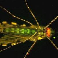 Des moustiques génétiquement modifiés