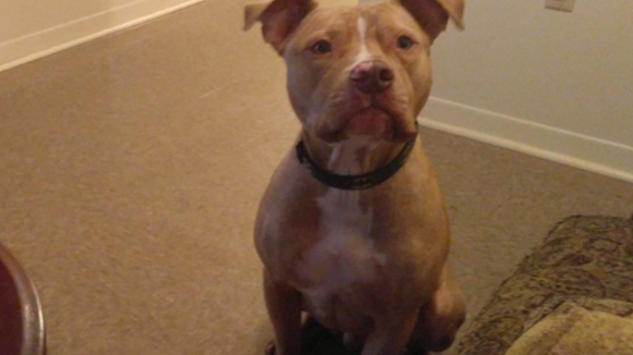 Elle dézingue la culture du viol avec une photo de son chien