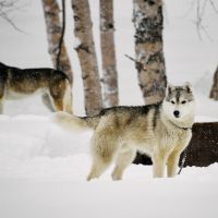 Boom des abandons de huskies chez les fans de Game of Thrones