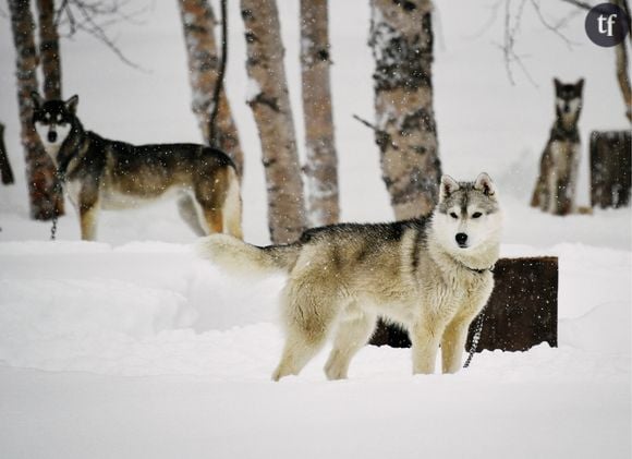 Boom des abandons de huskies à cause du succès de Game of Thrones