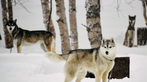 Boom des abandons de huskies chez les fans de Game of Thrones