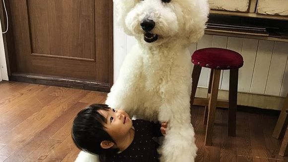 Cette fillette et son caniche géant sont ce que vous verrez de plus mignon aujourd'hui