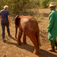 Sur la terre des éléphants : revoir Muriel Robin à la rencontre des éléphants en replay (30 octobre)