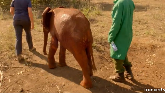 Sur la terre des éléphants : revoir Muriel Robin à la rencontre des éléphants en replay (30 octobre)