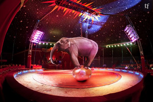 L'Irlande interdit les numéros de cirques mettant en scène des animaux sauvages