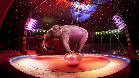 L'Irlande interdit les animaux sauvages dans les cirques