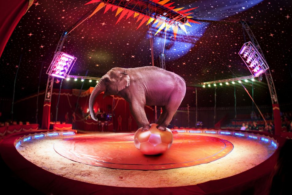 L'Irlande interdit les numéros de cirques mettant en scène des animaux sauvages