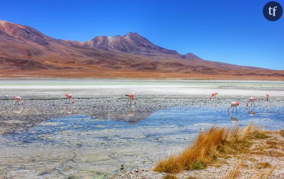 Le désert de sel de Bolivie.