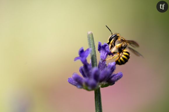 Comment protéger nos abeilles ?