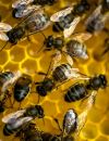  Comment protéger efficacement nos abeilles 