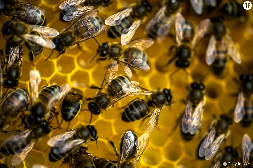  Comment protéger efficacement nos abeilles 