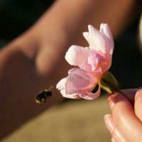 4 astuces pour protéger les abeilles à notre petit niveau