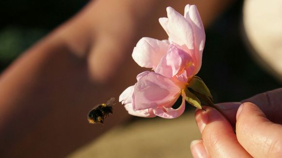 4 astuces pour protéger les abeilles à notre petit niveau