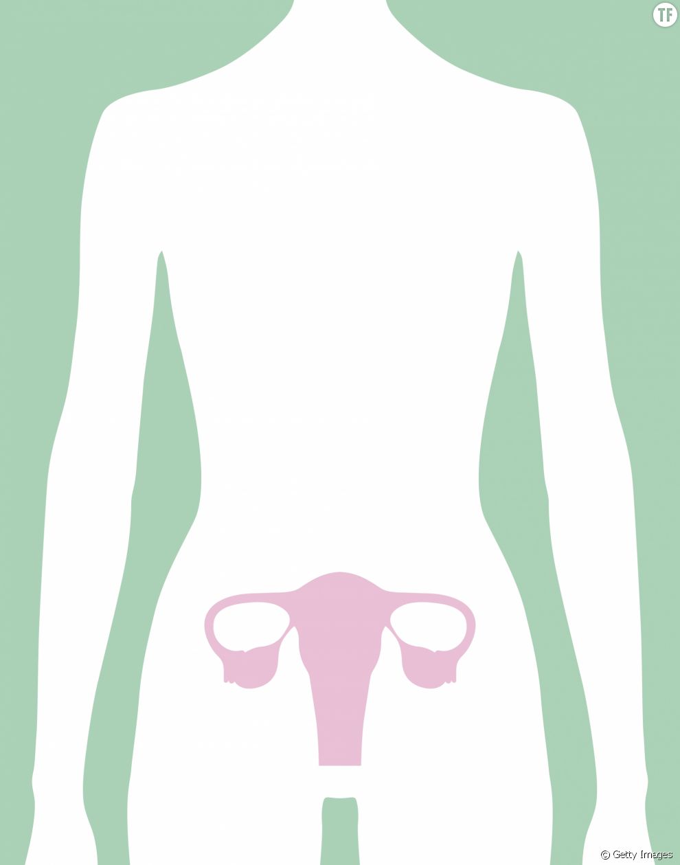 Système reproductif féminin