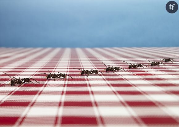 Comment éloigner les fourmis