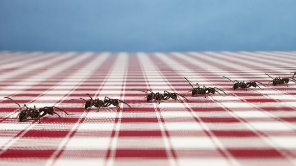 L'incroyable astuce pour éloigner les fourmis sans les tuer