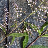 Les vertus magiques de la verveine odorante