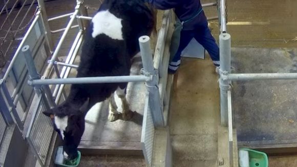 Les images des "vaches à hublot" horrifient