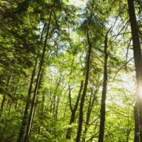 Fuck For Forest : du porno green pour sauver la planète