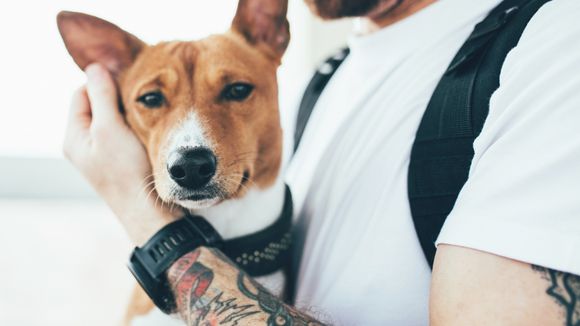 Le harponnage canin, la nouvelle technique de drague virtuelle pas très clean