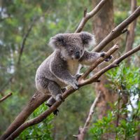 En Australie, les koalas risquent de disparaître