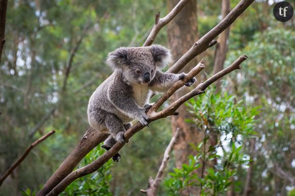 En Australie, les koalas disparaissent les uns après les autres