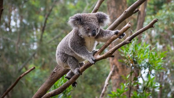 En Australie, les koalas risquent de disparaître