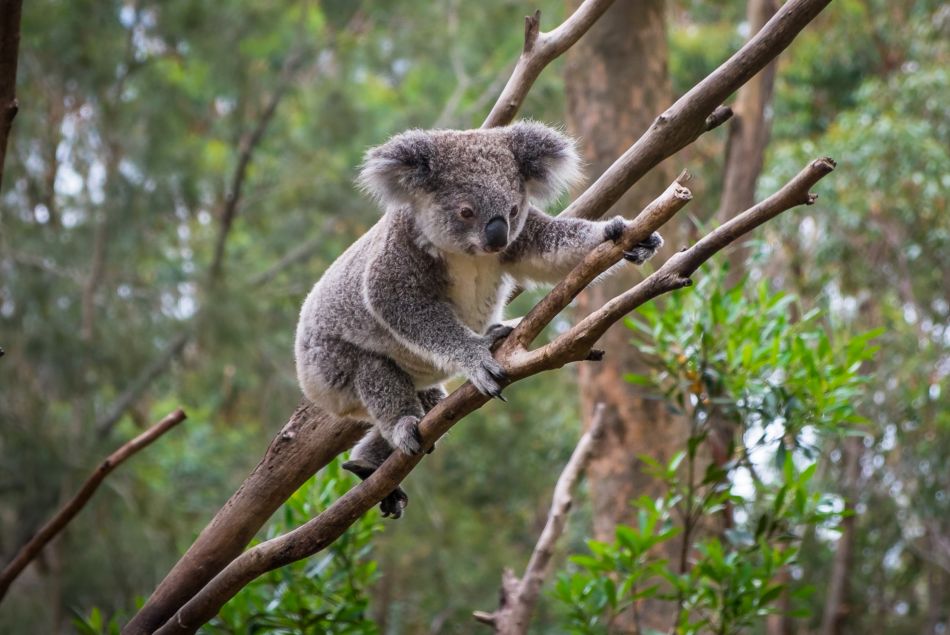 En Australie, les koalas disparaissent les uns après les autres