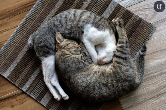 Le câlin façon "yin yang" (tellement compliqué que seuls les chats la tentent)