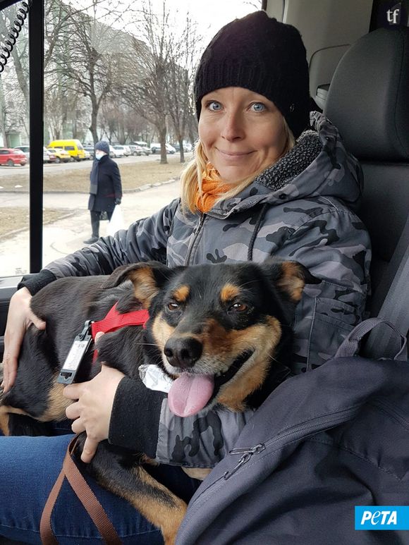 Animaux en Ukraine : PETA a sauvé plus de 600 chiens et chats à ce jour