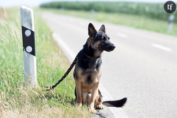 Selon la SPA, les abandons d'animaux seraient en hausse