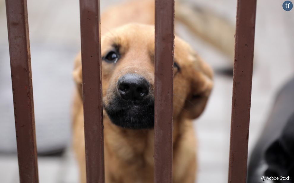 6 000 chiens et chats sont encore à adopter au sein du pays, selon le pays