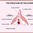 Les chirurgiens ne connaîtraient même pas la structure complète du clitoris et ses terminaisons nerveuses, trop souvent laissées de côté sur les schémas anatomiques.