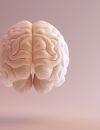  Les chercheurs ont constaté la baisse d'aromatase dans le thalamus, un centre nerveux impliqué dans les émotions, le comportement mais aussi les addictions 