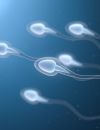     L'infertilité masculine est mondiale et s'accélère     
