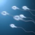     L'infertilité masculine est mondiale et s'accélère     