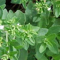La stevia enfin autorisée en Europe