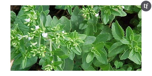 La stevia enfin autorisée en Europe