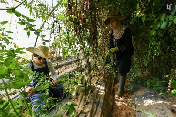 Algérie : une ferme écologique tenue par deux femmes bouscule gentiment les machos
Amira Messous et Ibtissem Mahtout dans leur ferme à Douaouda, à une trentaine de kilomètres à l'ouest de la capitale algérienne, le 30 mai 2024