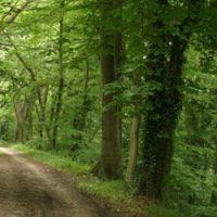 Forêts de l'Essonne : appel à témoins pour arrêter le violeur des bois
