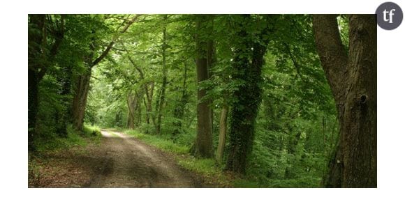 Forêts de l'Essonne : appel à témoins pour arrêter le violeur des bois