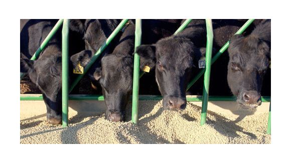 Farines animales : réintroduction partielle en France ?